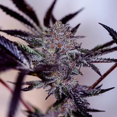 Oreoz Milkshake > Positronics | Feminisierte Hanfsamen  |  Indica