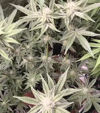 Oreoz > 00 Seeds Bank | Feminisierte Hanfsamen  |  Indica