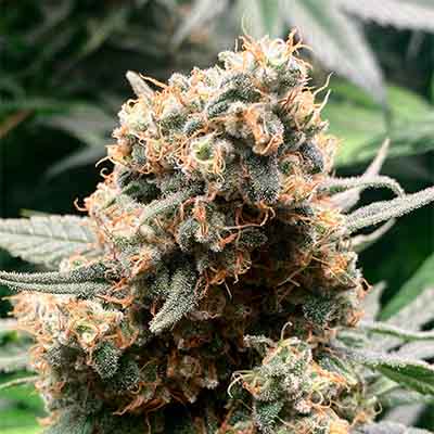 Oreoz USA > Kannabia Seeds | Feminized Marijuana   |  Hybrid