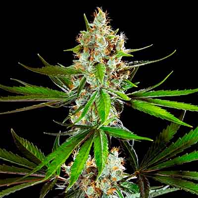 Oreoz USA > Kannabia Seeds | Feminized Marijuana   |  Hybrid