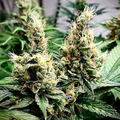 Oreoz USA > Kannabia Seeds | Feminized Marijuana   |  Hybrid