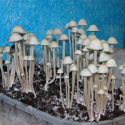 Panaeolus Cyanescens > champignons magiques | Champis / Champignons Magiques