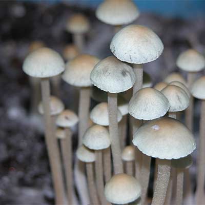 Panaeolus Cyanescens > champignons magiques | Champis / Champignons Magiques