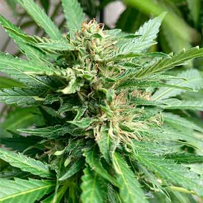 Panama Red > Anesia Seeds | Feminized Marijuana   |  Sativa