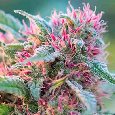 Panama Red > Anesia Seeds | Feminized Marijuana   |  Sativa