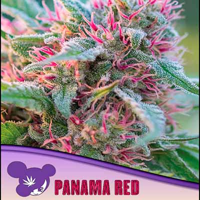 Panama Red > Anesia Seeds | Semillas feminizadas  |  Sativa