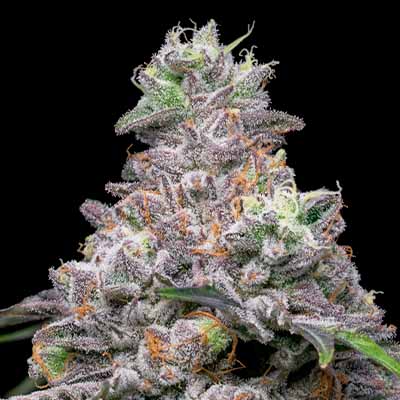 Papaya X Hollywood > Cookies Seedbank | Feminized Marijuana   |  Hybrid