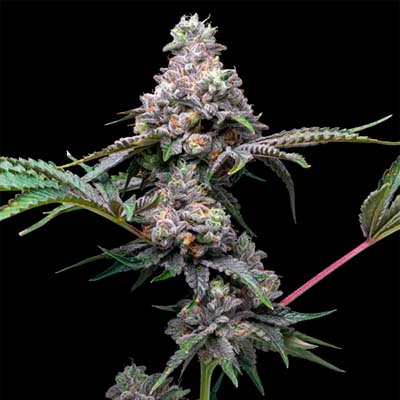 Papaya X Hollywood > Cookies Seedbank | Feminized Marijuana   |  Hybrid