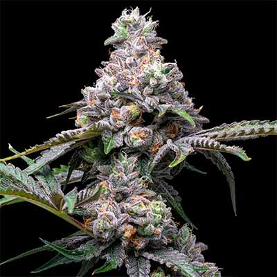 Papaya X Hollywood > Cookies Seedbank | Feminisierte Hanfsamen  |  Hybrid