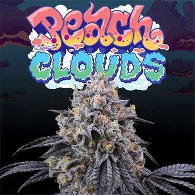 Peach Clouds > Perfect Tree | Feminized Marijuana   |  Indica