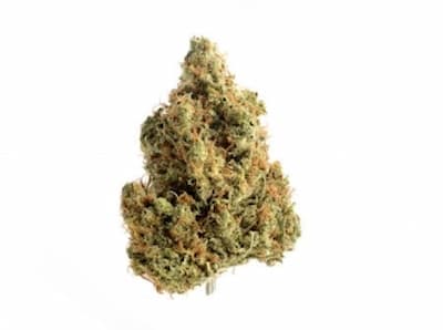 Peach Lassi > Perfect Tree | Feminized Marijuana   |  Hybrid