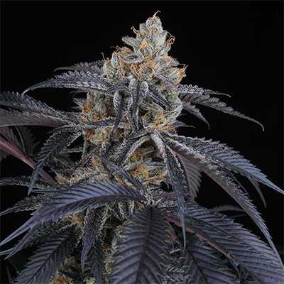 Peach Lassi > Perfect Tree | Feminized Marijuana   |  Hybrid