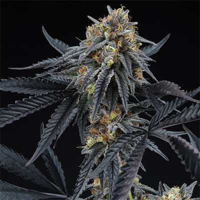 Peach Sherbet OG > Perfect Tree | Feminisierte Hanfsamen  |  Hybrid