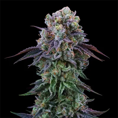 Coconut Cream > Perfect Tree | Feminisierte Hanfsamen  |  Indica