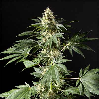 Auto Black Bomb > Philosopher Seeds | Autoflowering Cannabis   |  Indica