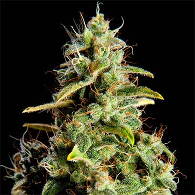 Orange Candy Auto XXL > Philosopher Seeds | Semillas de marihuana autoflorecientes  |  Híbrido