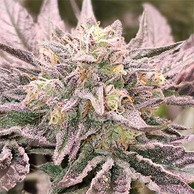 Pink Bacio > Karma Genetics | Graines Féminisées  |  Hybride