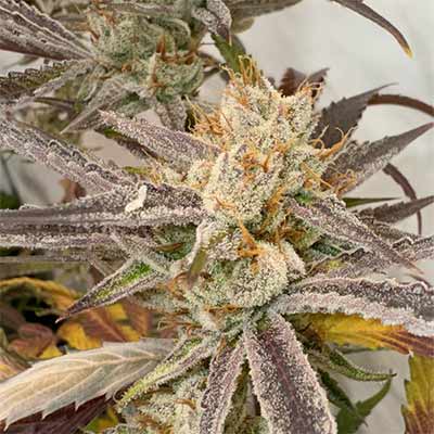 Pink Crumble > Karma Genetics | Graines Féminisées  |  Hybride