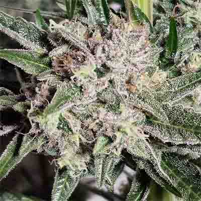 Pink Fritter > Karma Genetics | Feminized Marijuana   |  Hybrid