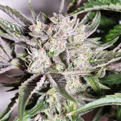 Pink Fritter > Karma Genetics | Feminized Marijuana   |  Hybrid