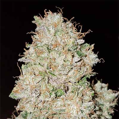 Pink Fritter > Karma Genetics | Feminized Marijuana   |  Hybrid