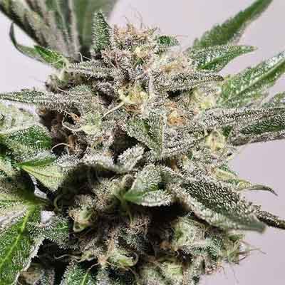 Pink Fritter > Karma Genetics | Feminized Marijuana   |  Hybrid