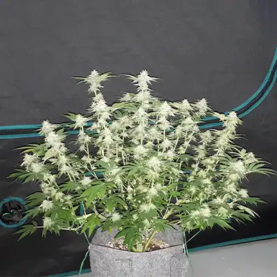 Pink Gorilla > Royal Queen Seeds | Feminized Marijuana   |  Hybrid