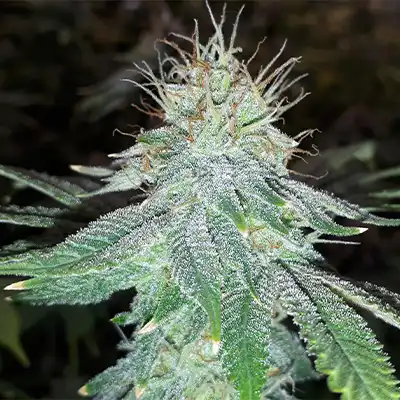 Pink Gorilla > Royal Queen Seeds | Feminized Marijuana   |  Hybrid