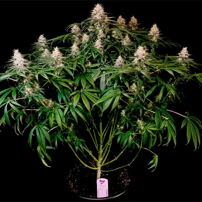 Pink Matcha Slush > Anesia Seeds | Feminized Marijuana   |  Sativa