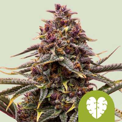 Pink Mist Auto > Royal Queen Seeds | Autoflowering Hanfsamen  |  Hybrid