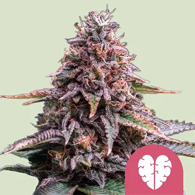 Pink Mist > Royal Queen Seeds | Feminized Marijuana   |  Sativa