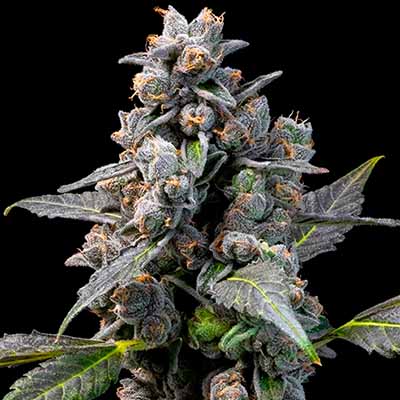 Pink Passion Fruit > Cookies Seedbank | Feminized Marijuana   |  Hybrid