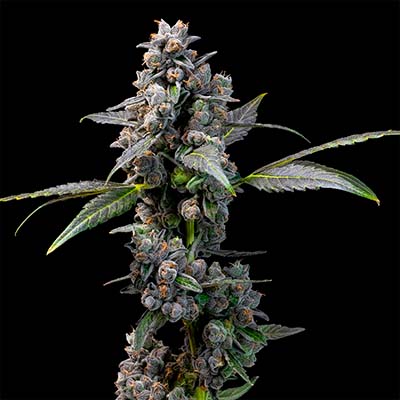 Pink Passion Fruit > Cookies Seedbank | Feminized Marijuana   |  Hybrid