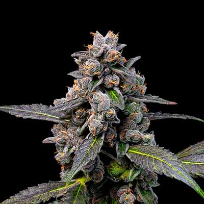 Pink Passion Fruit > Cookies Seedbank | Feminized Marijuana   |  Hybrid