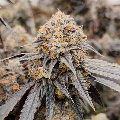 Pink Payton > Karma Genetics | Feminized Marijuana   |  Hybrid