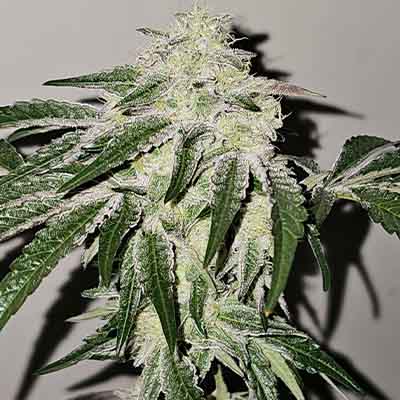 Pink Pie > Karma Genetics | Semillas feminizadas  |  Híbrido