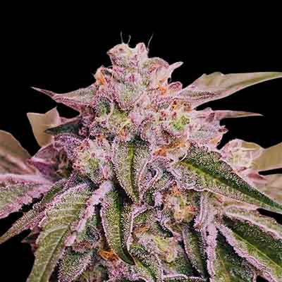 Pink Pie > Karma Genetics | Semillas feminizadas  |  Híbrido