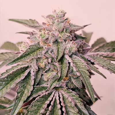 Pink Pie > Karma Genetics | Semillas feminizadas  |  Híbrido