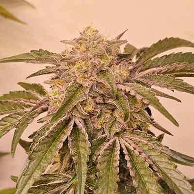 Pink Pie > Karma Genetics | Semillas feminizadas  |  Híbrido