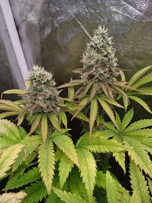 Pink Runtz > Royal Queen Seeds | Graines Féminisées  |  Hybride