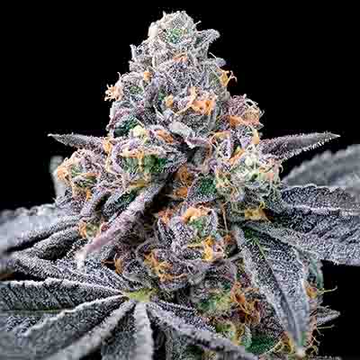 Pink Runtz X Hollywood > Cookies Seedbank | Feminized Marijuana   |  Hybrid