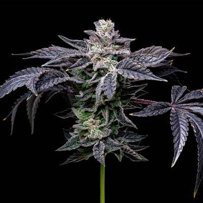 Pink Runtz X Hollywood > Cookies Seedbank | Feminized Marijuana   |  Hybrid