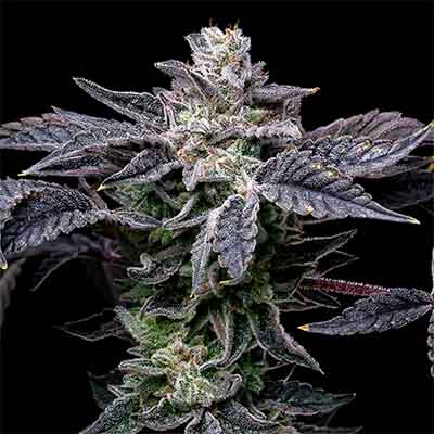 Pink Runtz X Hollywood > Cookies Seedbank | Feminized Marijuana   |  Hybrid