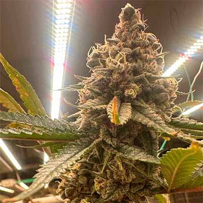 Pink Zheez > Conscious Genetics | Feminisierte Hanfsamen  |  Indica