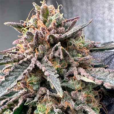 Pink Zheez > Conscious Genetics | Feminisierte Hanfsamen  |  Indica