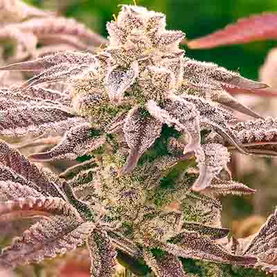 Punch Drunk Ape > Elev8 Seeds | Feminized Marijuana   |  Hybrid