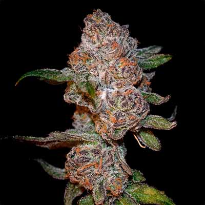 Punch Drunk Ape > Elev8 Seeds | Feminized Marijuana   |  Hybrid