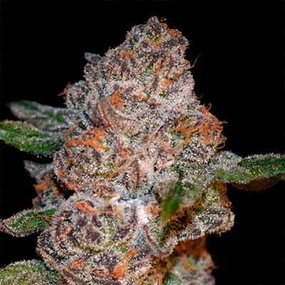 Punch Drunk Ape > Elev8 Seeds | Feminisierte Hanfsamen  |  Hybrid