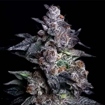 Punch Drunk Ape > Elev8 Seeds | Feminized Marijuana   |  Hybrid