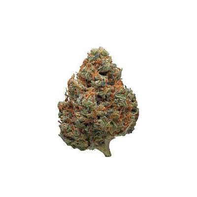 Pure Durban > Anesia Seeds | Feminisierte Hanfsamen  |  Sativa